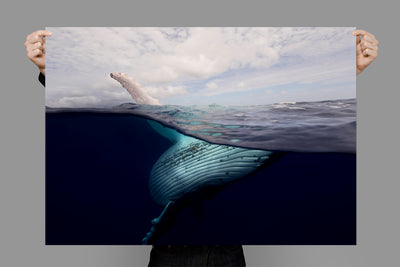 Whale Wave | Tonga – Wildlife Photography